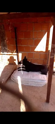 Cachorro de 11 meses para adoção pastor belga com staffordshire 