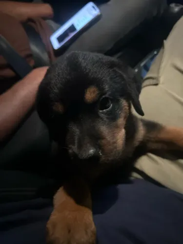 Rottweiler