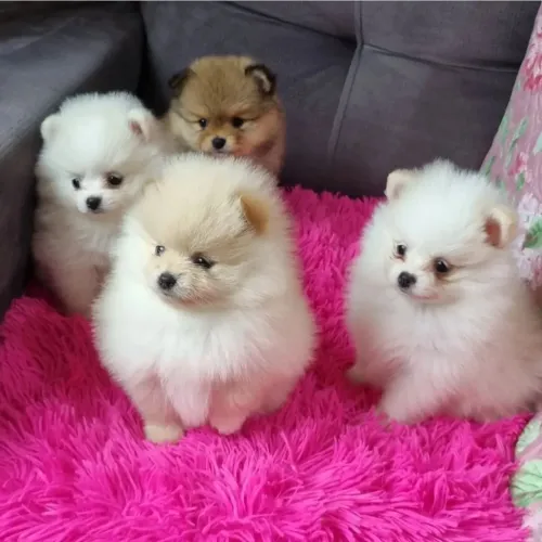 Lulu Da Pomerania Anão, Spitz Alemão Anão