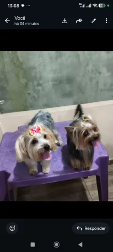 Vendo um filhote de yorkshire macho