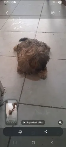Venda de um cachorro ShihTzu