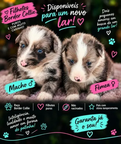 FILHOTES DE BORDER COLLIE DISPONÍVEIS 