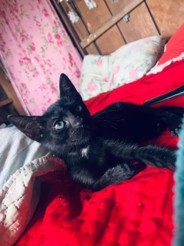 Gato