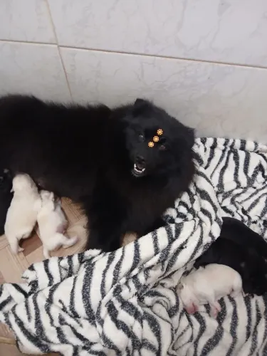 Filhotes de Spitz alemão machos e fêmea