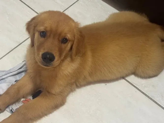 Golden retriever filhote