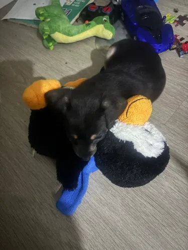 Cachorro salsicha misturado com piquines