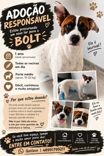 ADOCAO RESPONSÁVEL - Bolt 1 ano