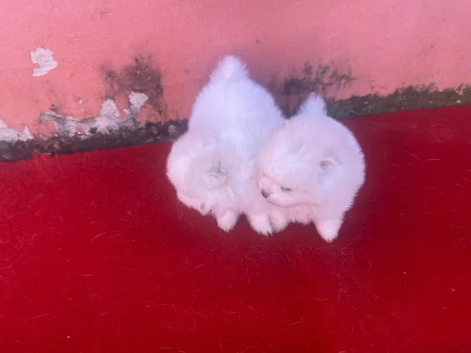Spitz alemão anao