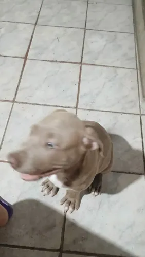 Vende se lindo filhote de Pitbull