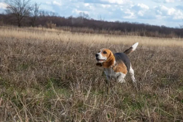 Filhotes de Beagle | O companheiro ideal te aguarda!