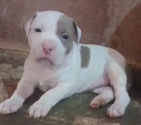 Vende-se pit bull