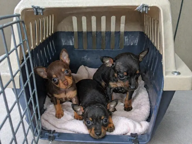 Pinscher zero legítimo