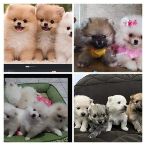 Filhotes Lulu , Spitz alemão disponíveis 
