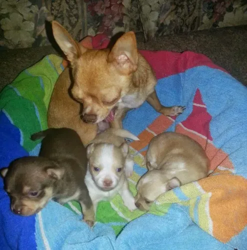 Chihuahua mini fofo