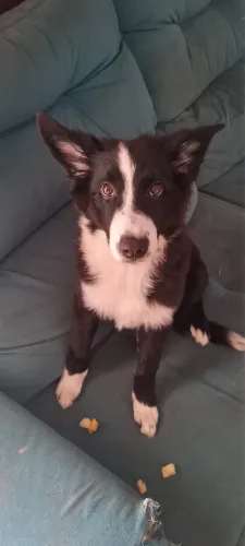 Cão da raça Border collie