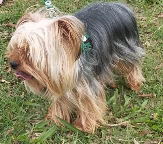 Yorkshire machinho