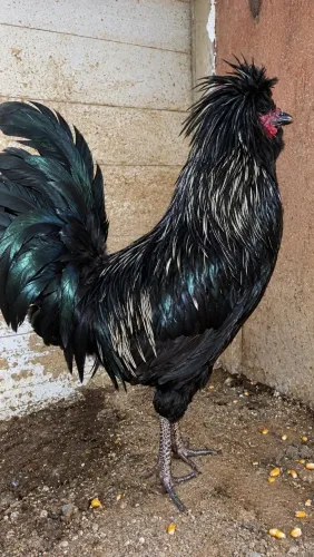 Galo polonesa