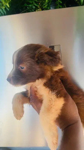 Border collie filhote 