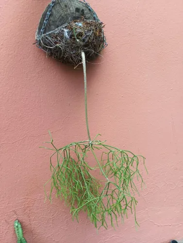 planta rhipsalis
