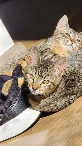 Doaçao de gatos fêmea, encontradas na rua em busca de um lar