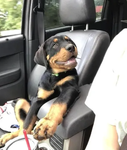 Rottweiler Um vínculo que permanece forte