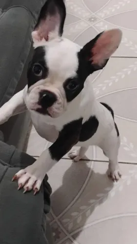 Bulldog Francês fêmea