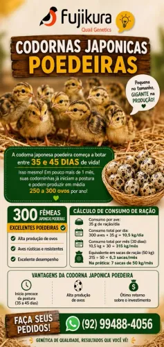 Codornas Japonicas Poedeiras