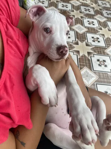 Pitbull