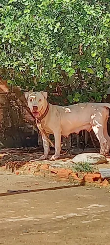 Cachorro 