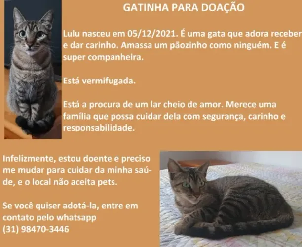 Gatinha para doação