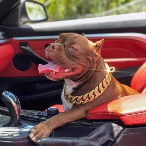 Filhotes De American Bully - Um Novo Membro Para A Família 