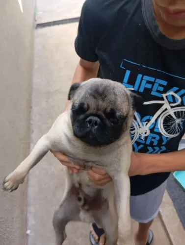 Vendi se um choro Pug macho