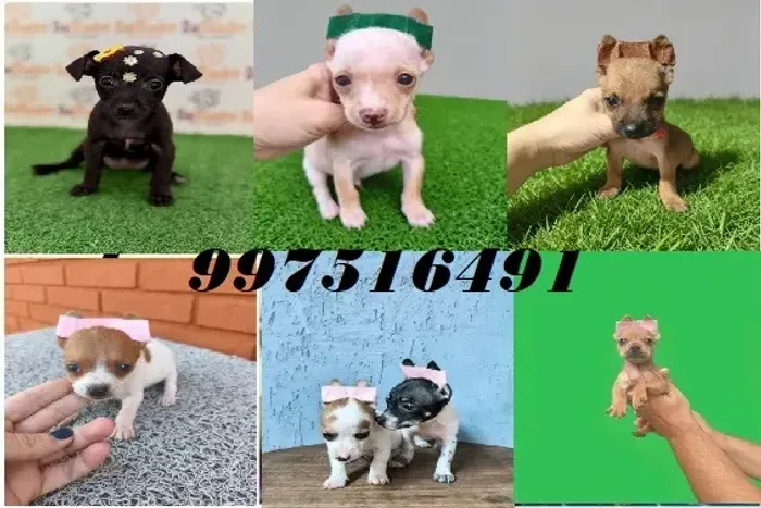 Filhotes adoráveis disponíveis! Zap 9.975I.649I