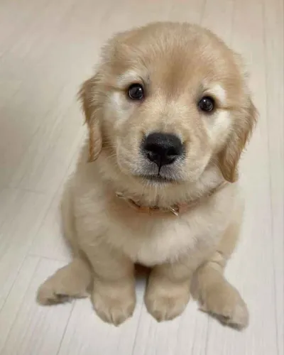 Filhote Golden Retriever, Seus dias nunca mais serão os mesmos com um filhote!