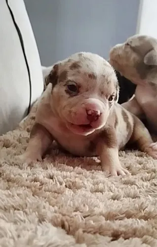 Vendo filhotes de American Bully 