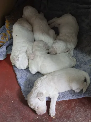 Estou vendendo filhotes de poodle número 1 entereçados entrar em contato * 