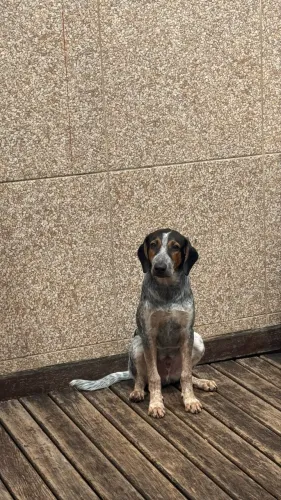 Cachorro para Adoção Pai Foxhound - Mãe Blue Heeler