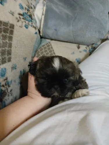 Shih tzu Fêmea