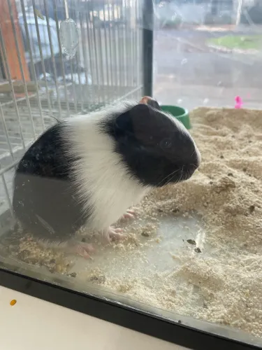 Porquinho da índia