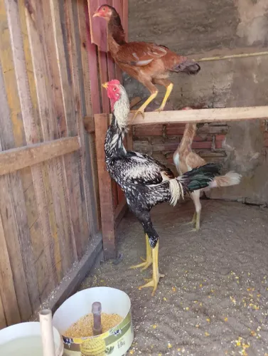 Frango índio gigante com caipira