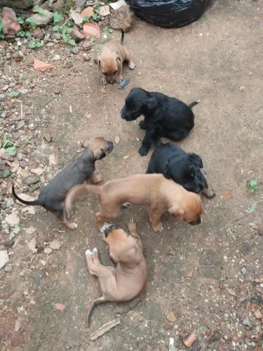 Lindo cachorrinho 