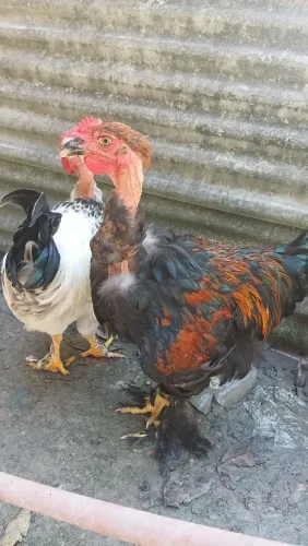 Frango raciado