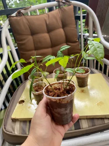 Mudas de Pitombeira (pé de pitomba doce)