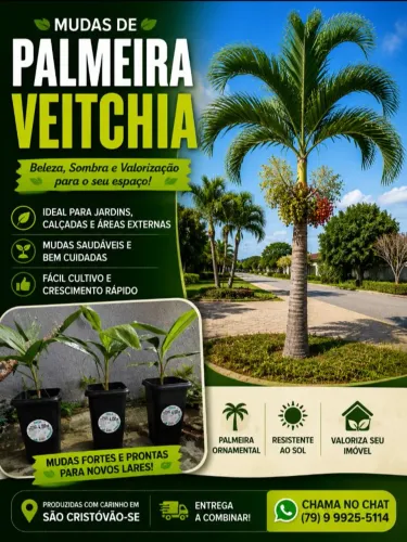 Mudas de Palmeira Veitchia