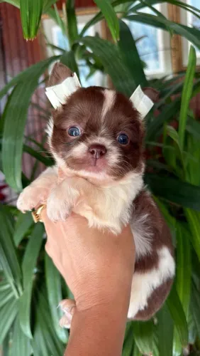 Chihuahua branco com chocolate com belos olhos claros 45 dias. Seu amor de 4 patas!