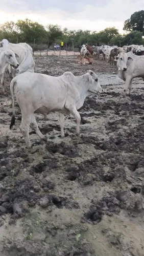 Animal