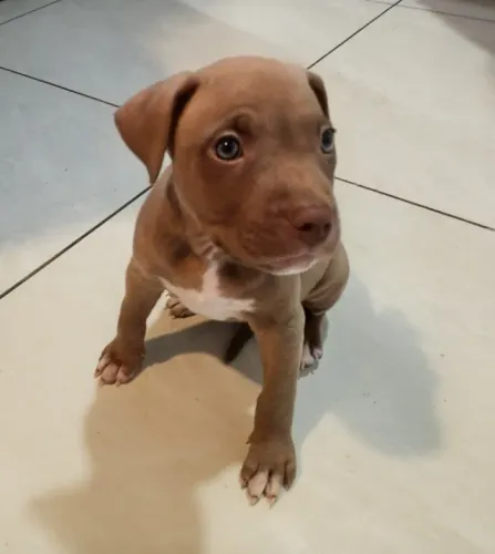 Filhote de Pit Bull fêmea venda