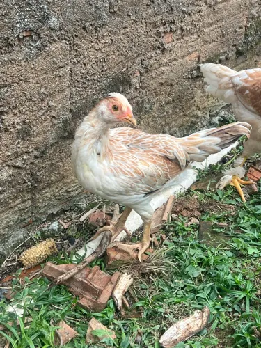 Estou doando um galo 