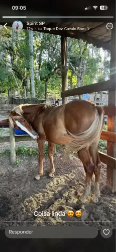 Potro Loiro, Quarto de Milha x Paint Horse