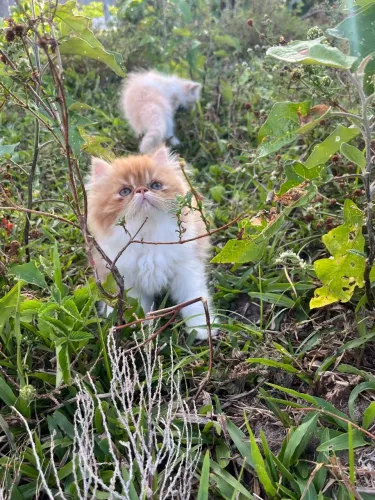 Gatos persas filhotes de alto padrão 